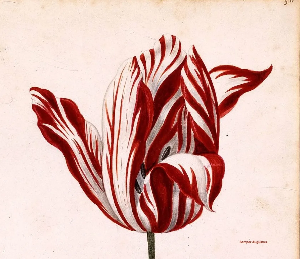 ie bekannteste Tulpe der Welt. Unbekannte:r Zeichner:in um 1640, Holland.